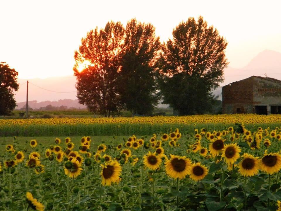 Agriturismo Settepassi Tuscany Ponte Buggianese Eksteriør bilde